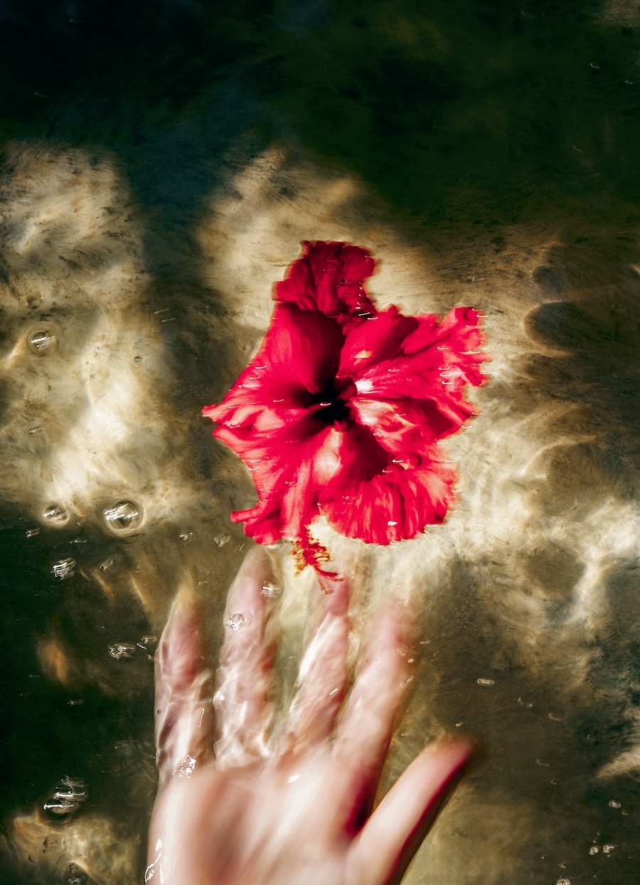native plant in the middle of the jungle at nomade Tulum